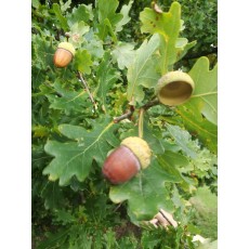 Quercus robur Quercus robur
